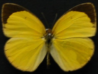 Eurema herla - Adult